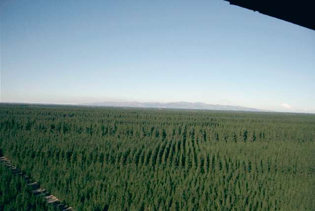 The view from the top,trees trees and more trees.